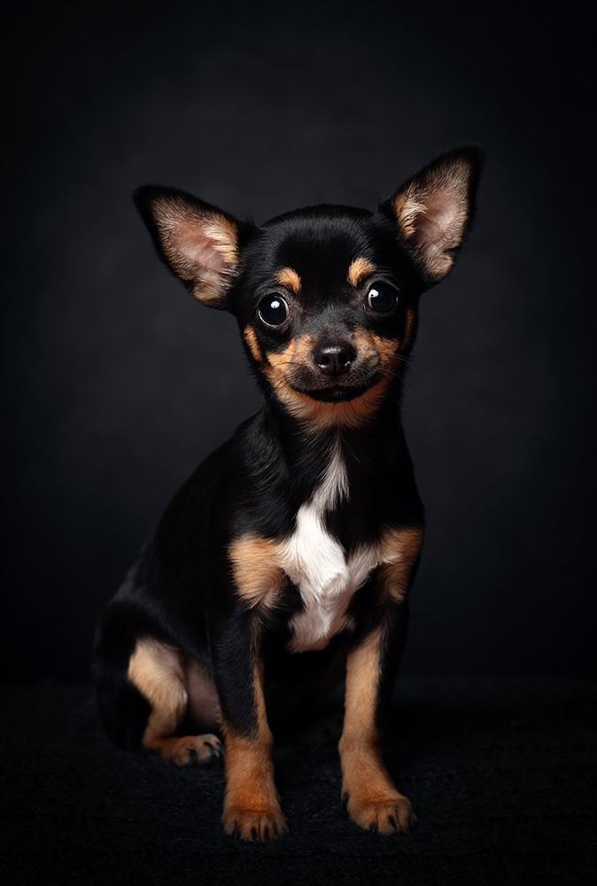 Studio Portrait of Willow the Chihuahua