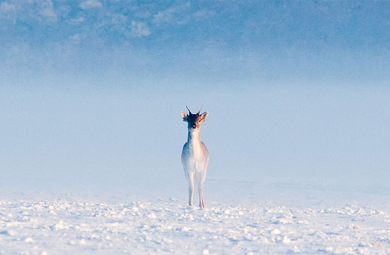 Foggy Dublin: Lone deer stading in bthe middle of the Phoenix Park in Dublin