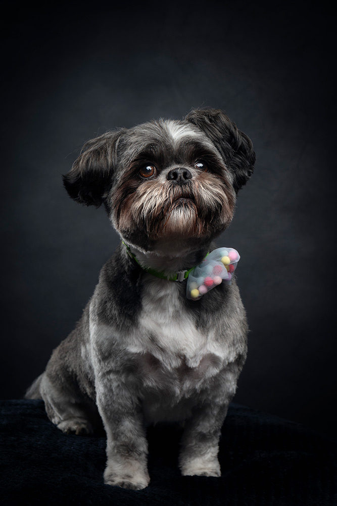 Studio Portrait of Chip the Shih Tzu