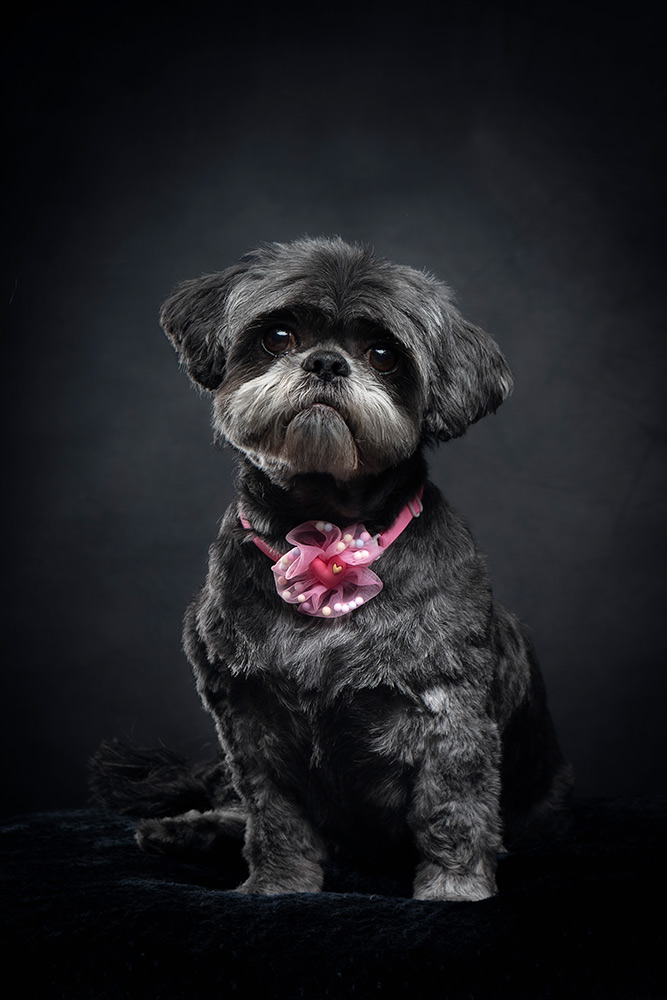 Studio Portrait of Mille the Shih Tzu